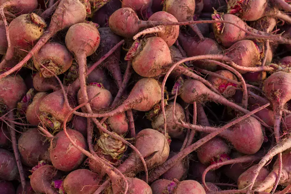 Beetroot