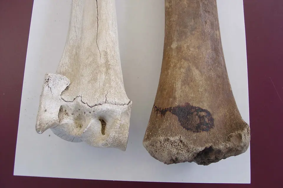 Animal bones: a cattle bone beside a bison bone