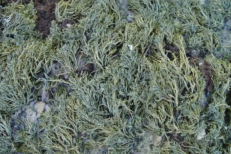Seaweed