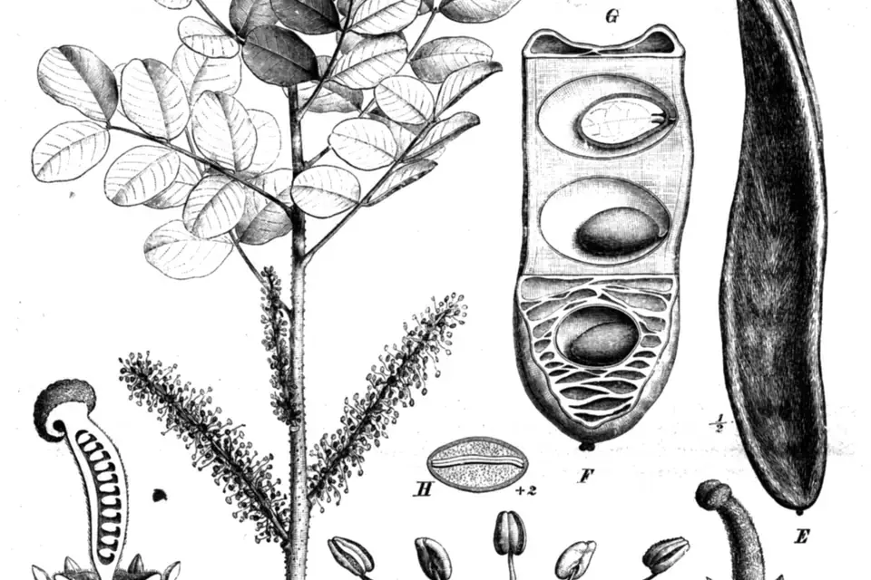 Carob tree and pods (botanical drawing)