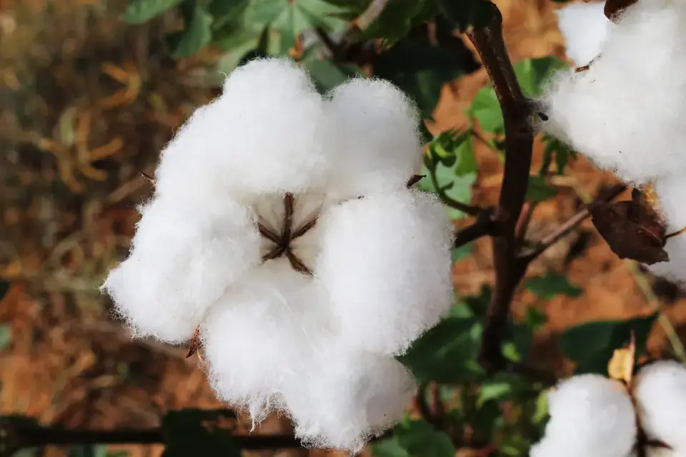 Cotton, a plant fibre source