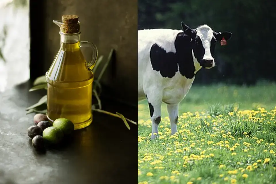 Plant oil or animal fat: the label does not say which