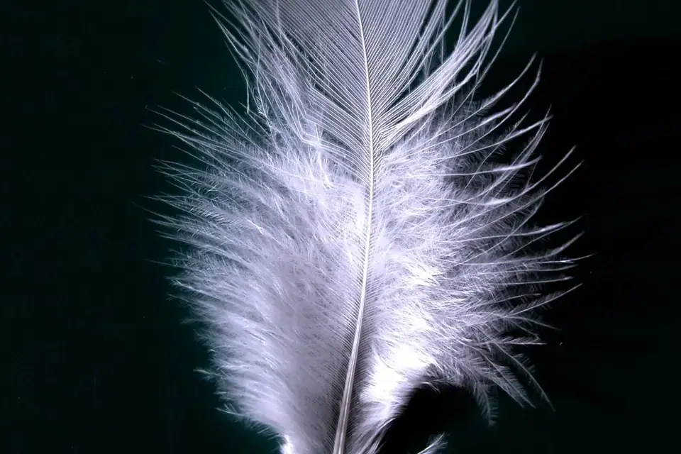 Feathers, one historical source