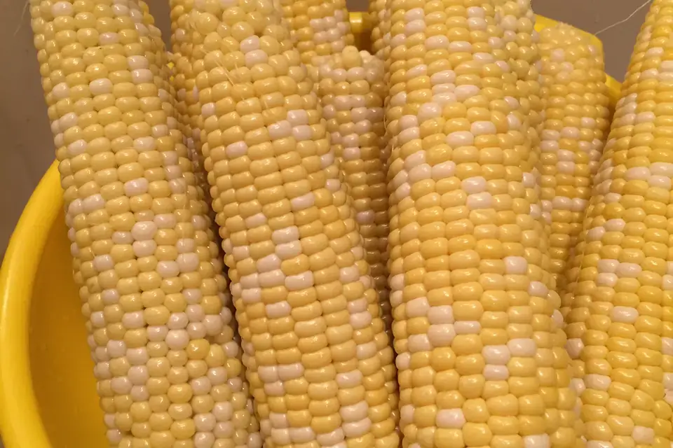 Maize, a common starch source
