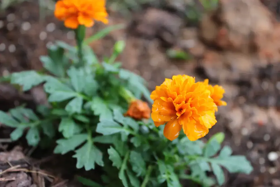 Marigold flowers