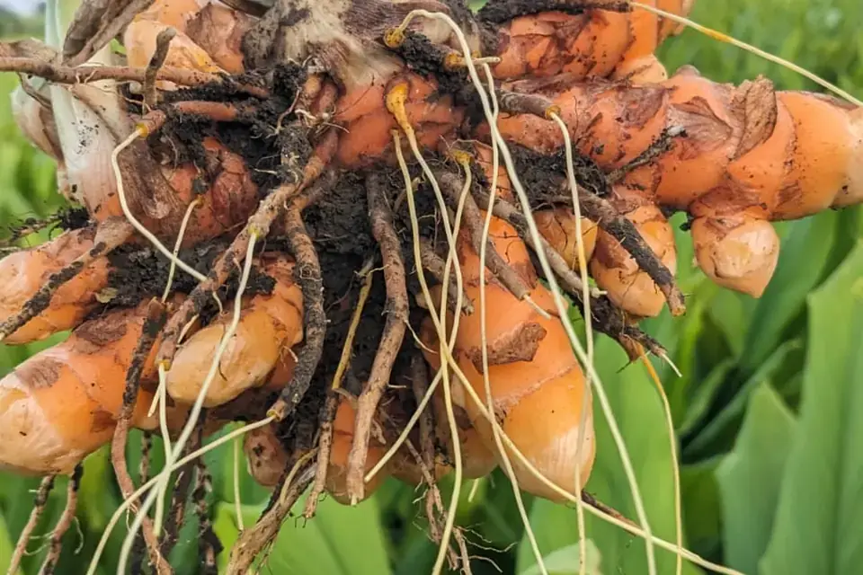 Fresh turmeric roots